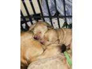 Golden Retriever Puppy for sale in Taunton, MA, USA