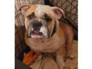 Bulldog Puppy for sale in Salisbury, NC, USA