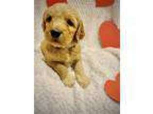 Goldendoodle Puppy for sale in Calimesa, CA, USA