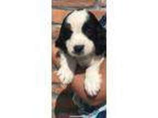 English Springer Spaniel Puppy for sale in White Oak, GA, USA