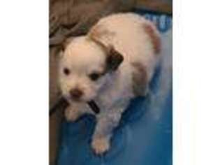 Mal-Shi Puppy for sale in Oakridge, OR, USA