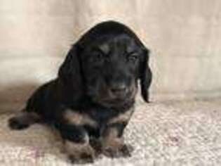 Dachshund Puppy for sale in Noble, OK, USA