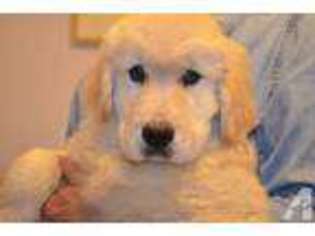 Golden Retriever Puppy for sale in TORRANCE, CA, USA