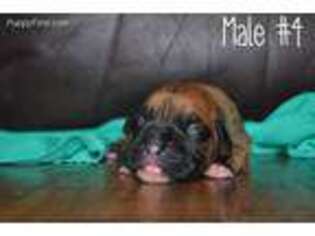 Boxer Puppy for sale in Prestonsburg, KY, USA