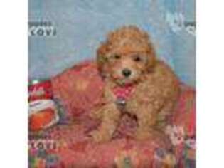 Mutt Puppy for sale in Sanger, TX, USA