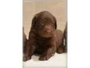 Labradoodle Puppy for sale in Weyers Cave, VA, USA