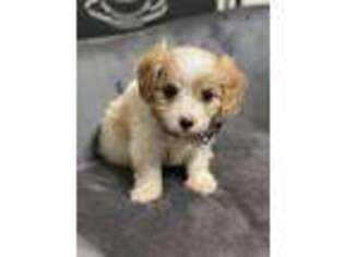 Cavachon Puppy for sale in Lebanon, PA, USA