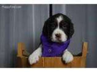 Medium Photo #1 English Springer Spaniel Puppy For Sale in North Monmouth, ME, USA