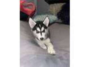 Siberian Husky Puppy for sale in Flushing, NY, USA