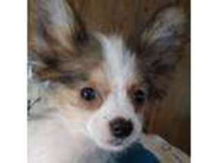 Papillon Puppy for sale in Seffner, FL, USA