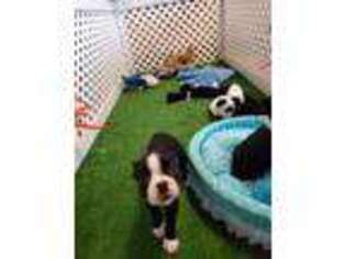 Boston Terrier Puppy for sale in Kendall, WI, USA
