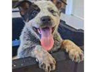Medium Photo #1 Australian Cattle Dog Puppy For Sale in Dalton, PA, USA