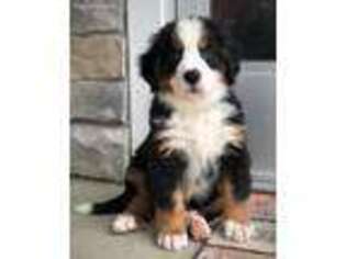 Bernese Mountain Dog Puppy for sale in Milford, IN, USA