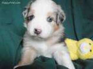 Australian Shepherd Puppy for sale in Meadow Bridge, WV, USA