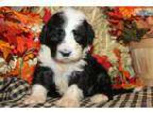 Shepadoodle Puppy for sale in Wichita, KS, USA