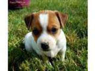 Jack Russell Terrier Puppy for sale in Baker City, OR, USA