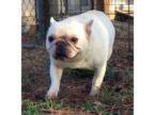 French Bulldog Puppy for sale in Omaha, TX, USA