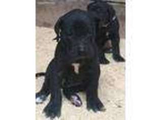 Great Dane Puppy for sale in Brooksville, KY, USA