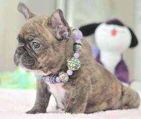 French Bulldog Puppy for sale in North Conway, NH, USA