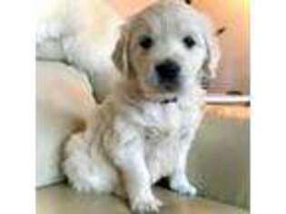 Mutt Puppy for sale in Andes, NY, USA
