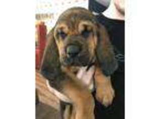 Bloodhound Puppy for sale in Hundred, WV, USA