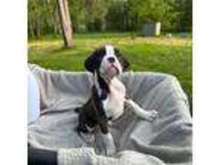 Boxer Puppy for sale in Chenango Forks, NY, USA