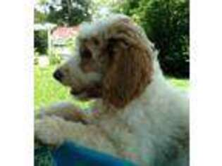 Goldendoodle Puppy for sale in Seneca, SC, USA