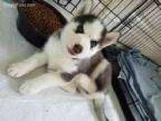 Siberian Husky Puppy for sale in Short Hills, NJ, USA