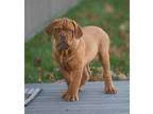 American Bull Dogue De Bordeaux Puppy for sale in Economy, IN, USA