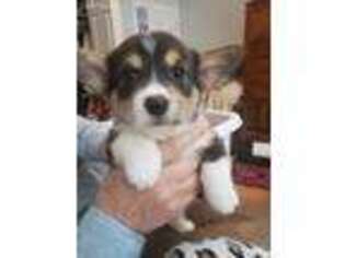 Pembroke Welsh Corgi Puppy for sale in Juliette, GA, USA