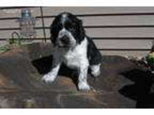 English Springer Spaniel Puppy for sale in Baldwin, WI, USA