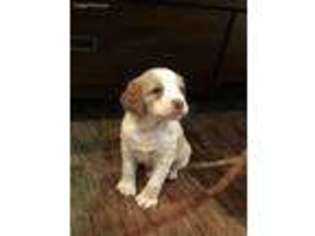 Brittany Puppy for sale in Algona, IA, USA