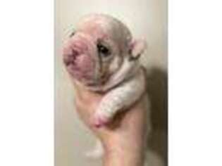 French Bulldog Puppy for sale in Cleveland, AL, USA