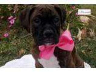 Boxer Puppy for sale in Kirksville, MO, USA
