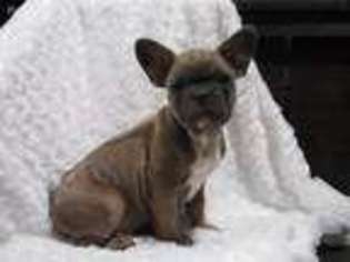 French Bulldog Puppy for sale in West Lafayette, OH, USA