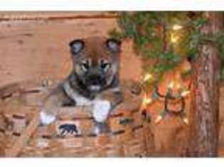 Shiba Inu Puppy for sale in West Brookfield, MA, USA