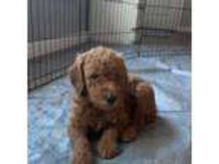 Goldendoodle Puppy for sale in Corpus Christi, TX, USA