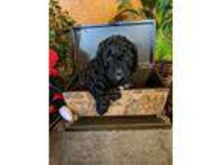Goldendoodle Puppy for sale in Spirit Lake, ID, USA