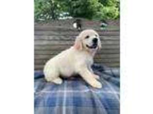 Golden Retriever Puppy for sale in Sumner, IL, USA