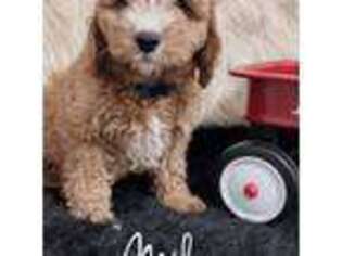 Cavapoo Puppy for sale in Springdale, AR, USA