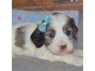 Cavapoo Puppy for sale in Moulton, IA, USA