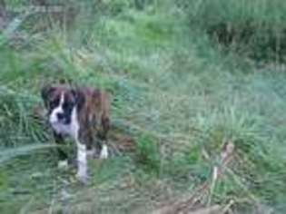 Boxer Puppy for sale in New Concord, OH, USA