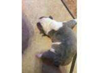 Bulldog Puppy for sale in Augusta, KS, USA
