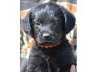 Labradoodle Puppy for sale in Guthrie, OK, USA