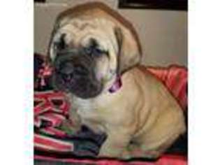 Mastiff Puppy for sale in Englewood, CO, USA
