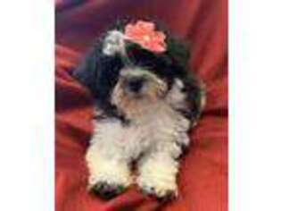 Shorkie Tzu Puppy for sale in East Dundee, IL, USA
