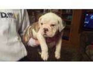 Bulldog Puppy for sale in Choteau, MT, USA