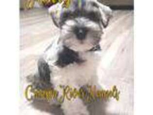 Mutt Puppy for sale in Mc Cormick, SC, USA
