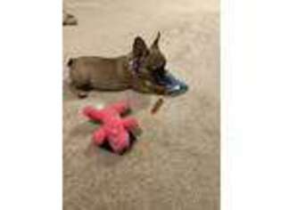 French Bulldog Puppy for sale in Amissville, VA, USA