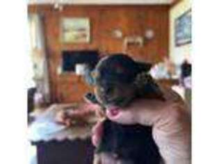 Yorkshire Terrier Puppy for sale in Fennville, MI, USA